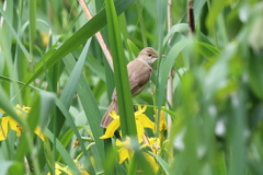 カキツバタとヨシキリ