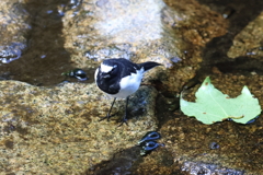 7月20日 夙川河川敷緑地 ６