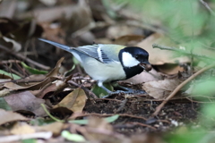9月25日 明石公園 11