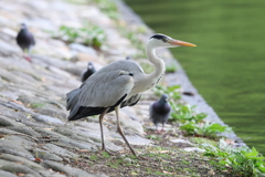 4月30日 明石公園 ３