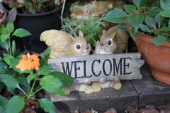 布引ハーブ園 1 布引ハーブ園 1