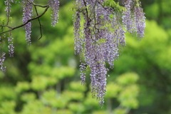 4月30日 明石公園 10