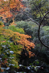 12月7日 布引の滝 36