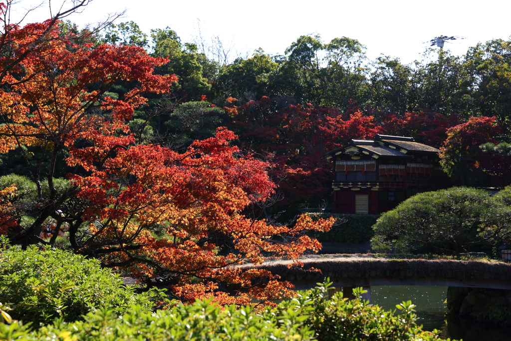 11月24日 相楽園 ７