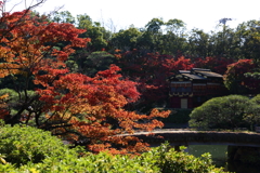 11月24日 相楽園 7 11月24日 相楽園 7