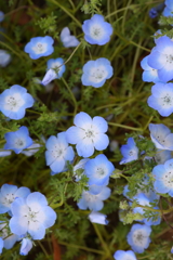 4月18日 万博記念公園 13