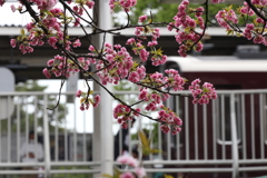 4月3日 夙川 18