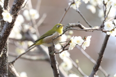 2月20日 須磨離宮公園 10