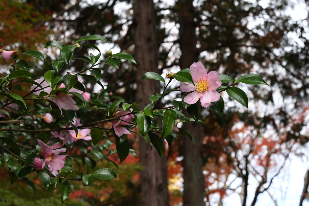 11月23日 京都 22