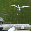 7月28日 夙川河川敷緑地 １