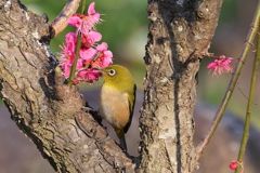 2月20日 須磨離宮公園 42