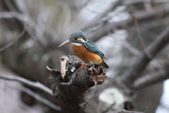 3月3日 夙川河川敷公園 ８