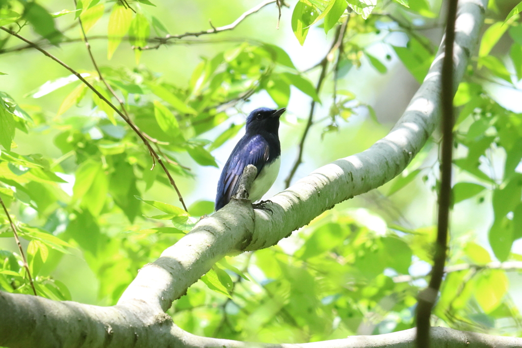 4月16日 大阪城公園 10