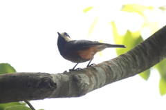 5月21日 明石公園 18
