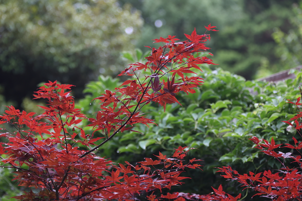 6月13日 布引ハーブ園 23