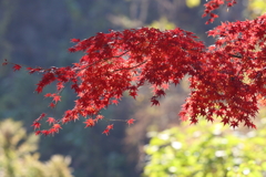 12月10日 明石公園 24