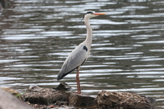 3月31日 大阪城公園 ８