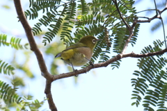 9月25日 明石公園 10