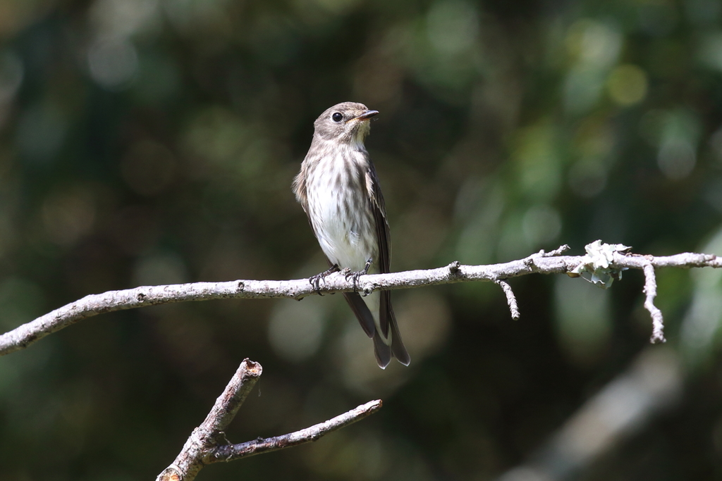 9月25日 明石公園 15