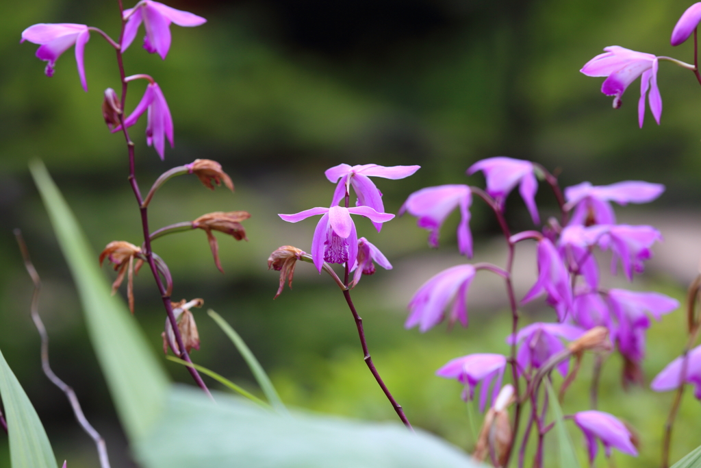 5月18日 相楽園 24