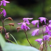 5月18日 相楽園 24