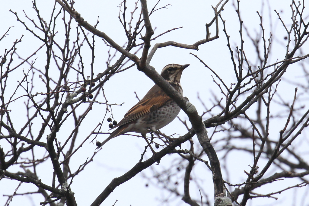 1月15日 明石公園 １
