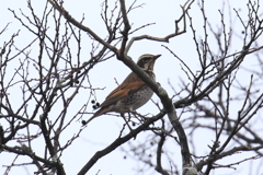 1月15日 明石公園 １