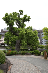 5月15日 相楽園 ６