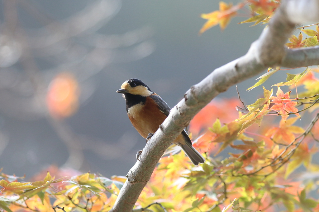 11月21日 明石公園 22