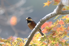 11月21日 明石公園 22