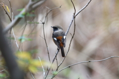12月4日 明石公園 ７
