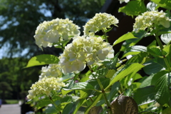 6月4日 明石公園 １