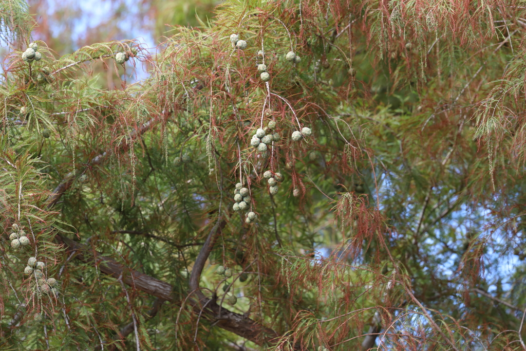 10月16日 明石公園 ２