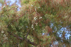 10月16日 明石公園 ２