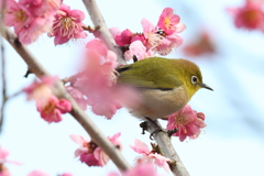 2月20日 須磨離宮公園 21