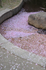 4月3日 岡本南公園 10