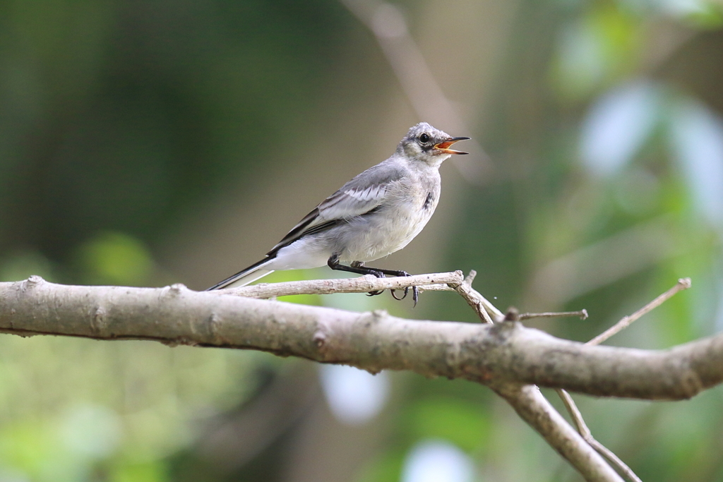 8月12日 明石公園 ５