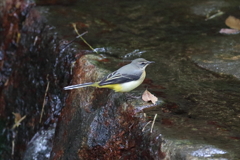 10月9日 夙川河川敷公園 ２