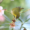 11月6日 夙川河川敷公園 17