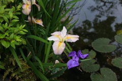 5月15日 相楽園 ８