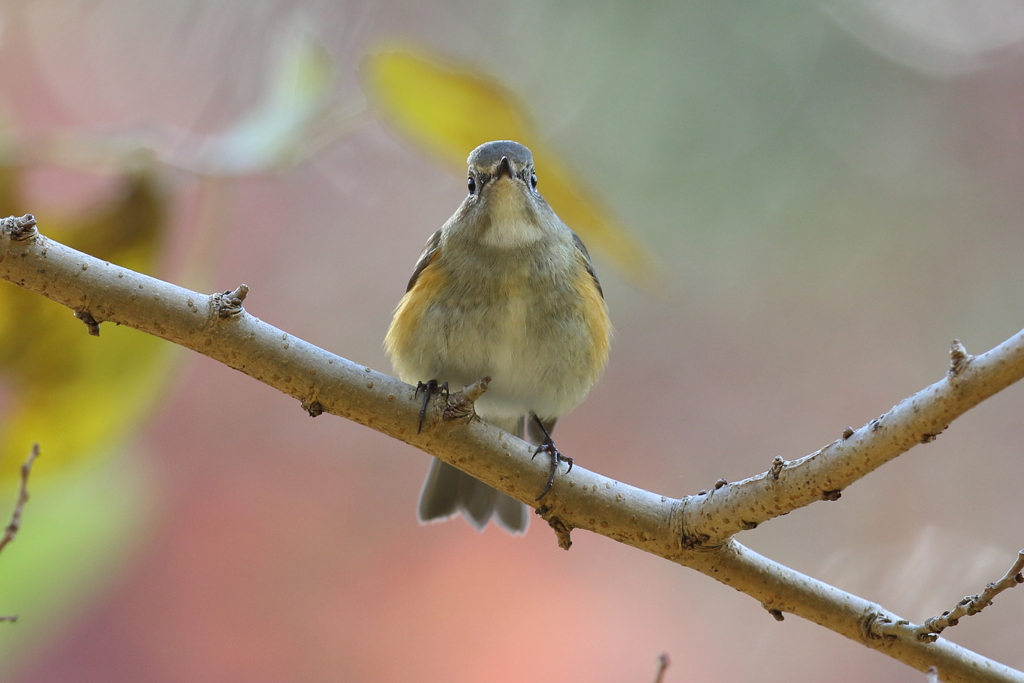 12月5日 明石公園 14