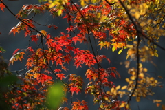 11月21日 明石公園 10