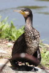 5月23日 明石公園 ３