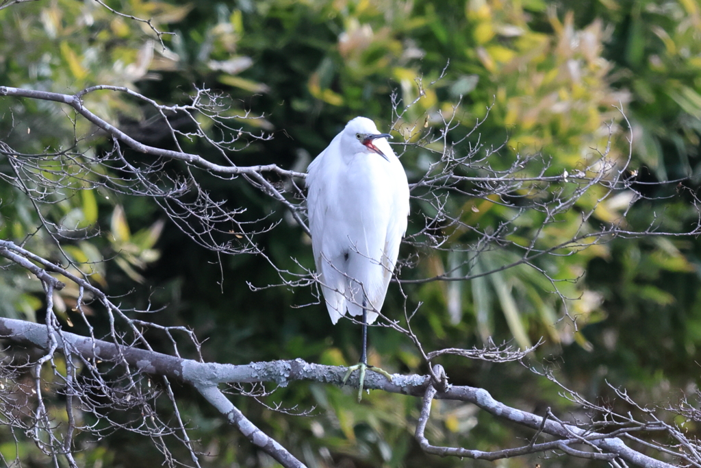 1月4日 明石公園 11