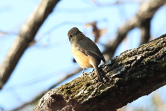 1月8日 明石公園 21