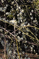 2月13日 岡本梅林公園 17