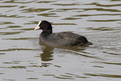 11月17日 明石公園 ８