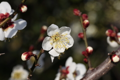 2月13日 岡本梅林公園 27