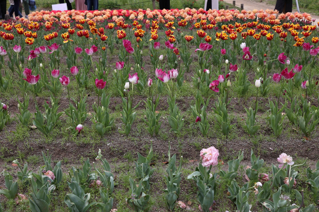 4月18日 万博記念公園 27