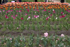 4月18日 万博記念公園 27
